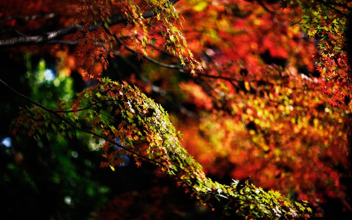 ramas-paisaje de otoño fondo de pantalla panorámica Vistas:9805