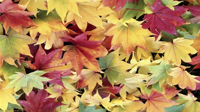 carpet of leaves-plants photography Wallpaper Views:8485 Date:2012/10/28 21:36:42