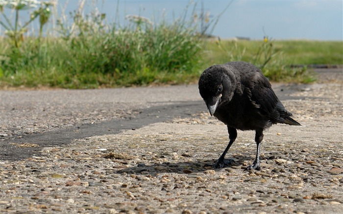 Papéis de parede crow-animal photography Visualizações:13747