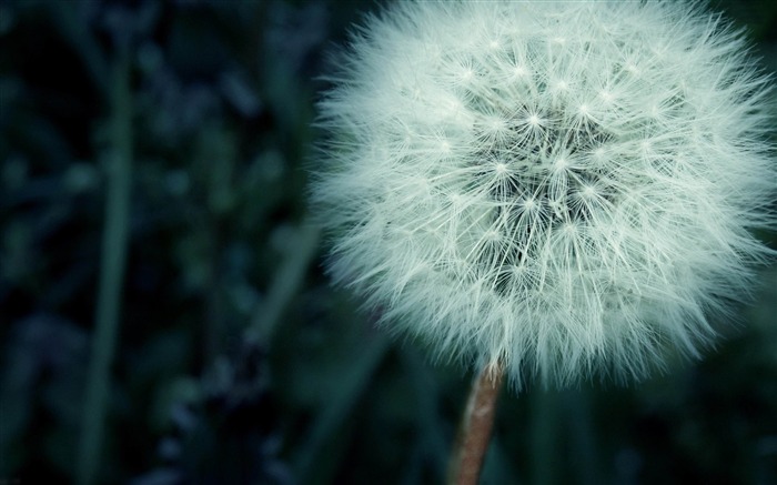 dandelion-plants photography Wallpaper Views:12708 Date:2012/10/28 21:37:22