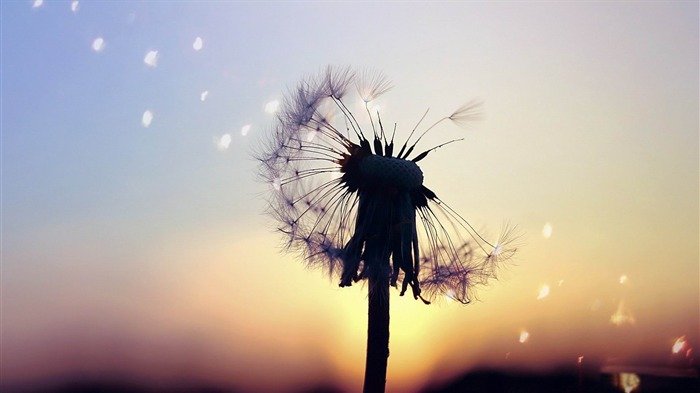 dusk dandelion-plants photography Wallpaper Views:22983 Date:2012/10/28 21:46:38