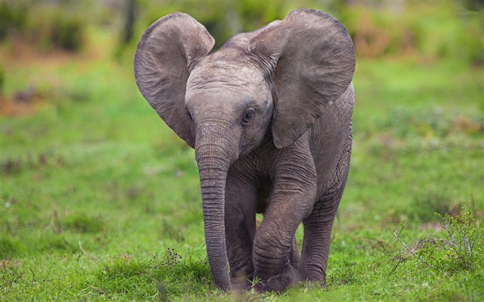 éléphant-animaux fond d'écran photographie Vues:13017