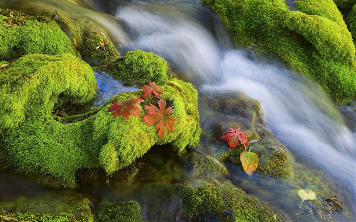 hojas de otoño: fondo de pantalla de paisaje panorámico de otoño Vistas:11349