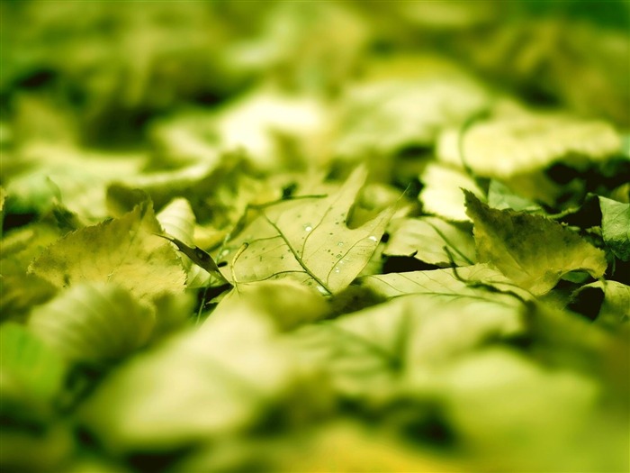 fallen Green Leaves-plants photography Wallpaper Views:10311 Date:2012/10/28 21:43:22