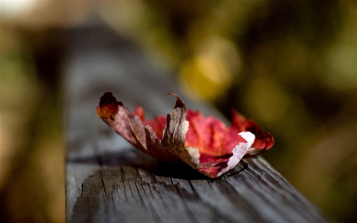 fallen leaf-plants photography Wallpaper Views:10518 Date:2012/10/28 21:38:06