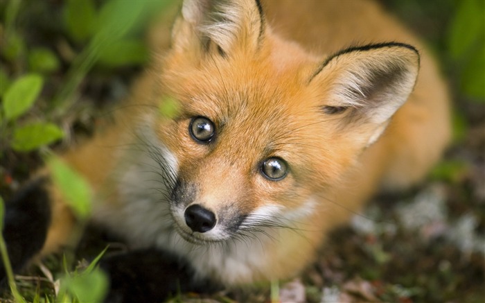 Papéis de parede fox-Animal photography Visualizações:35644