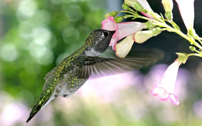 飢餓的蜂鳥 - 動物壁紙 查看次數:10054