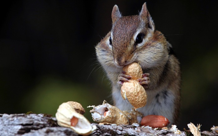 hungry squirrel-Animal Widescreen Wallpaper Views:17982 Date:2012/10/18 11:42:16