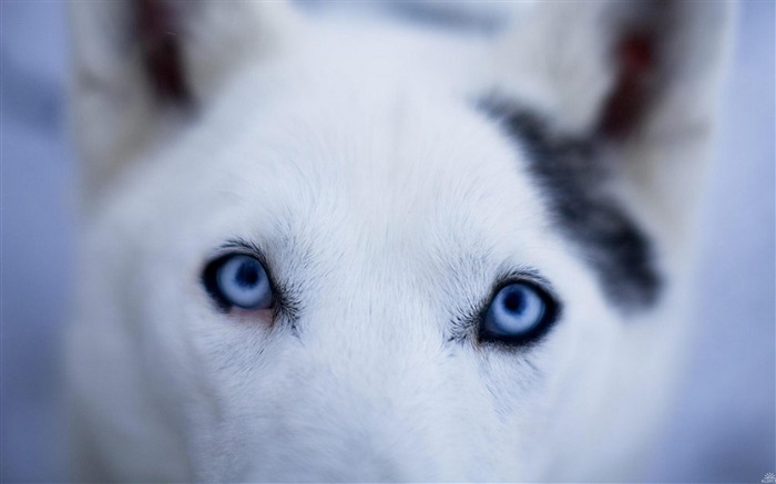 husky close-up-Wallpaper de fotografia animal Visualizações:12681