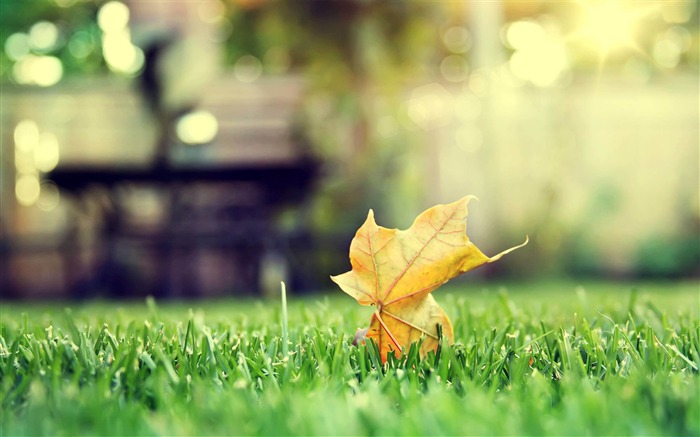 hoja sobre fondo de paisaje de hierba-otoño de oro Vistas:10056