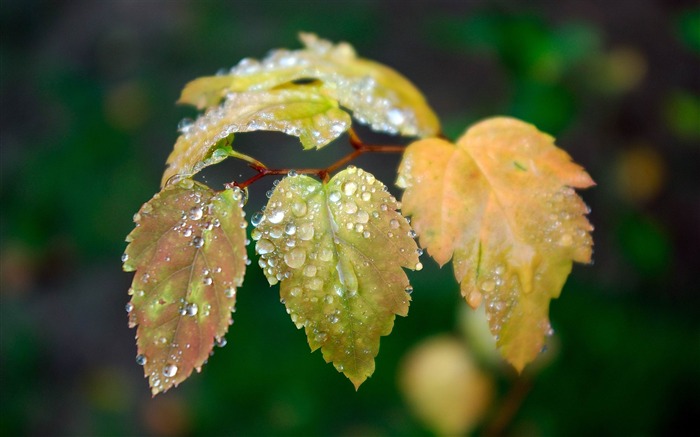 leaftop-plants photography Wallpaper Views:9121 Date:2012/10/28 21:41:46