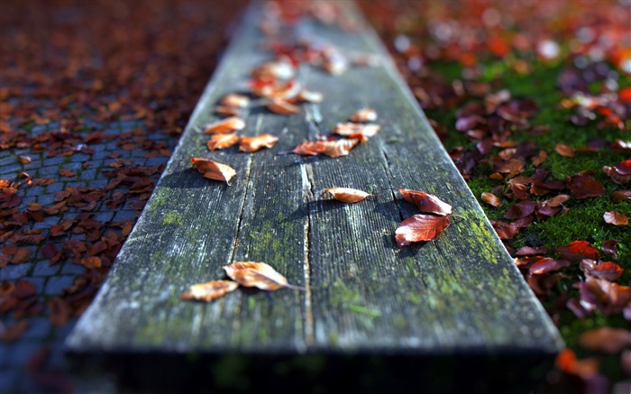 feuilles sur le banc-Autumn landscape widescreen Fond d'écran Vues:10809