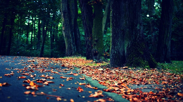 deja en la carretera-paisajes naturales fondos de escritorio Vistas:14012