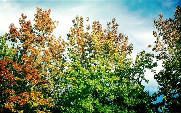 laisse tourner déjà-Autumn landscape widescreen Fond d'écran Vues:9161