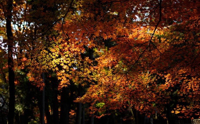 maple forest-Autumn landscape fondo de pantalla panorámico Vistas:11687