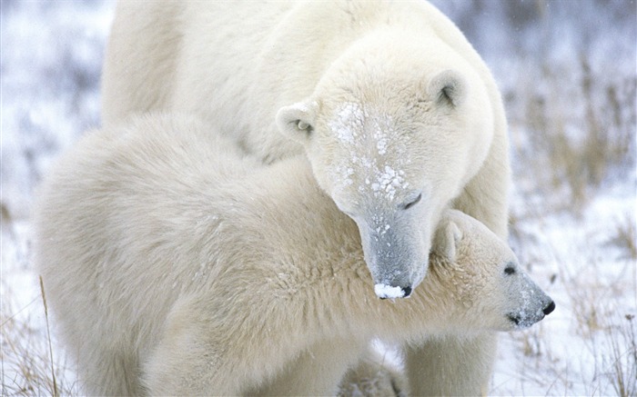 母とカブ-動物の写真の壁紙 ブラウズ:10464