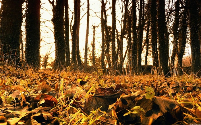 hojas de naranja-Paisaje de otoño dorado fondo de pantalla Vistas:9830