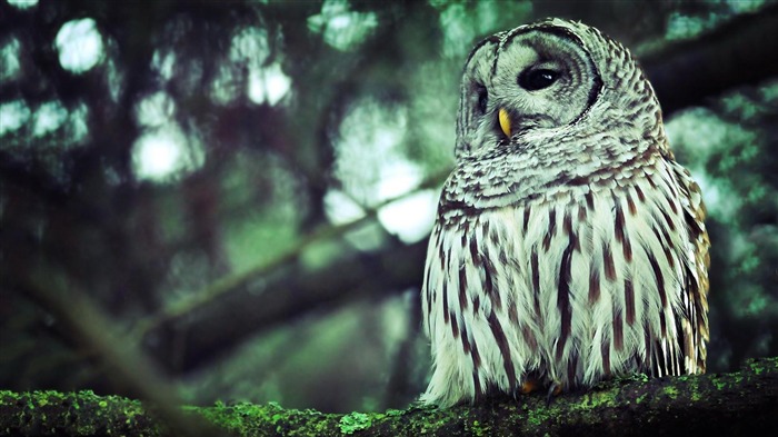 hibou-animaux fond d'écran photographie Vues:10970