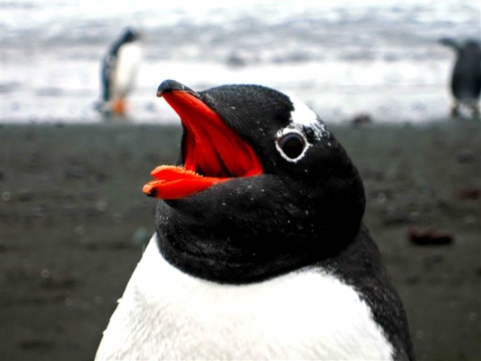 ペンギン-動物の写真の壁紙 ブラウズ:13344