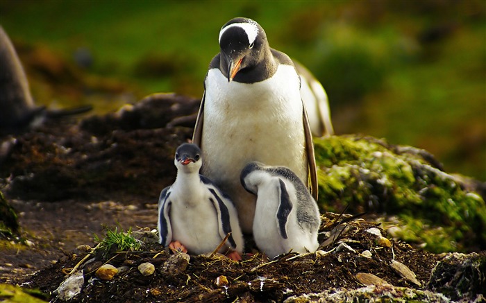 pingouins-animaux fond d'écran photographie Vues:14256