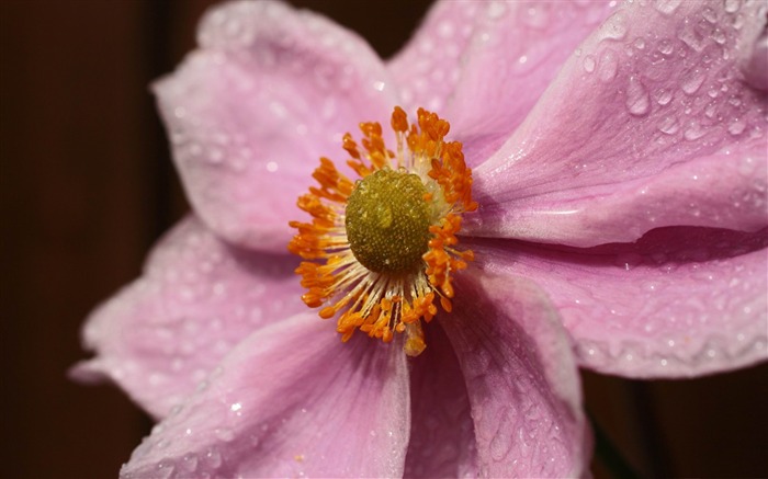 水滴が付いているピンクの花-自然の植物マクロ壁紙 ブラウズ:9169