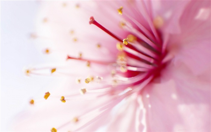 ピンクの花-自然の植物マクロ壁紙 ブラウズ:11500