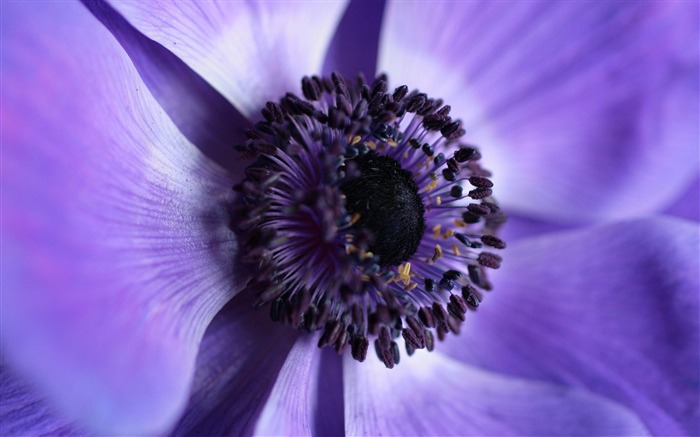 紫の花-自然の植物マクロ壁紙 ブラウズ:9675