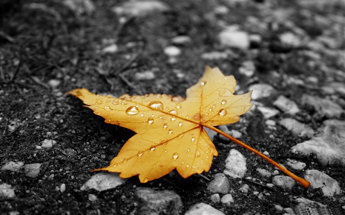 gouttes de pluie on leaf tombées-Autumn landscape widescreen Fond d'écran Vues:29692