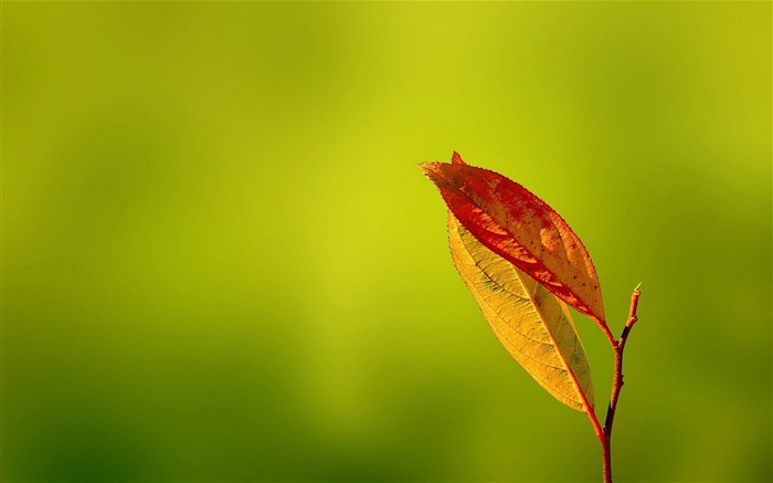 red Leaves-plants photography Wallpaper Views:8505 Date:2012/10/28 21:44:51