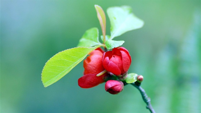 赤い桜の木-自然の植物マクロ壁紙 ブラウズ:7785