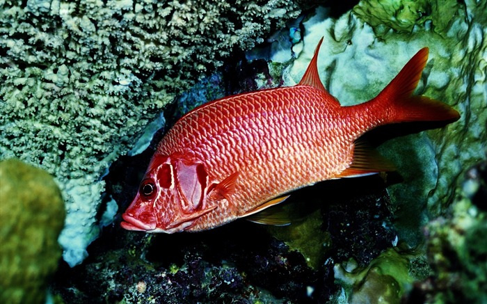 red fish alone-Animal Widescreen Wallpaper Views:13121 Date:2012/10/18 11:45:52