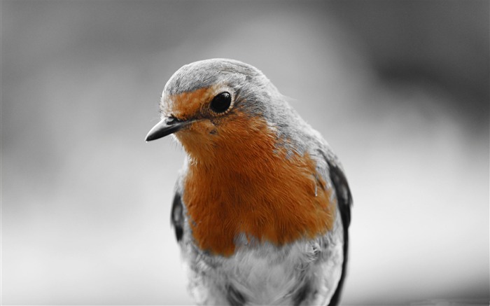 Robin Redbreast-Animal wallpaper Visualizações:11740