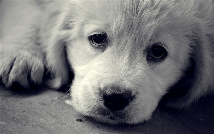 sad eyes-Animal Widescreen Wallpaper Views:22025 Date:2012/10/18 11:47:57