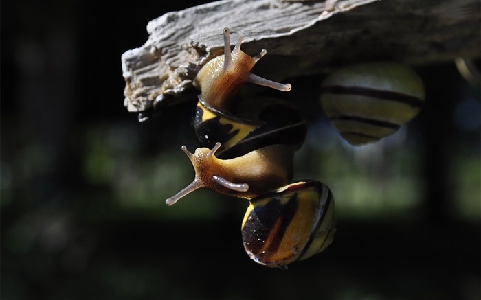 escargots-animaux fond d'écran photographie Vues:8666