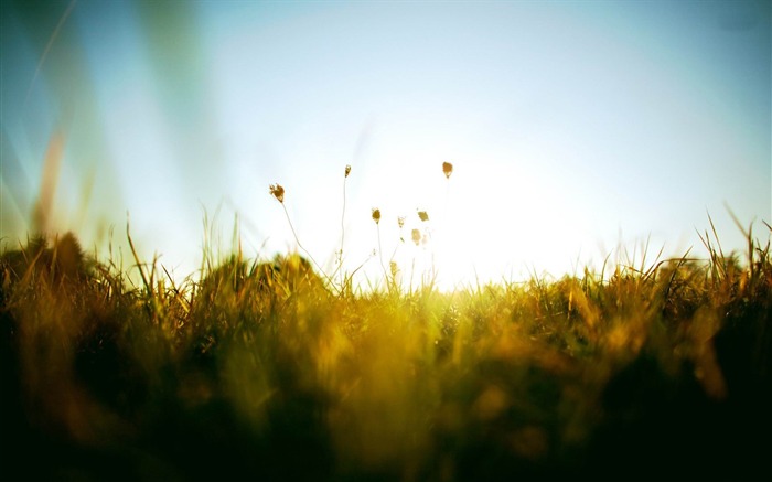 sun grass-plants photography Wallpaper Views:10601 Date:2012/10/28 21:41:07