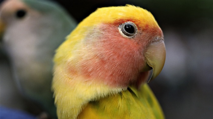 Conure soleil-animaux fond d'écran photographie Vues:8118