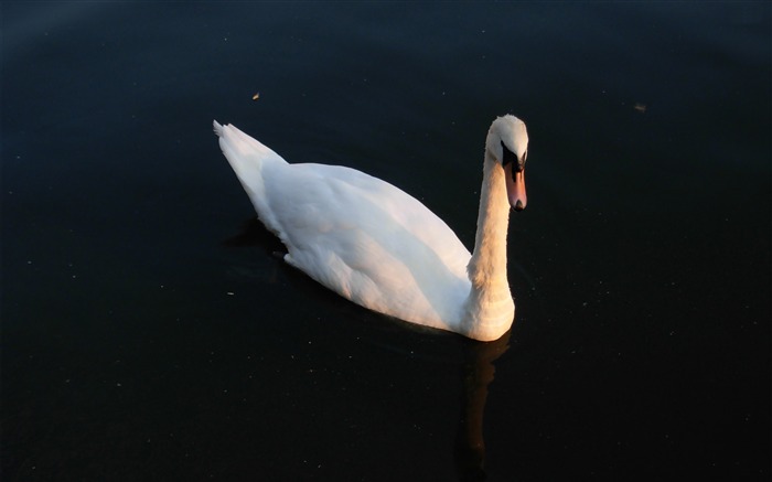 cygne-animaux fond d'écran photographie Vues:8997