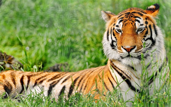 Tigre descansando - Papel de parede animal Visualizações:17936