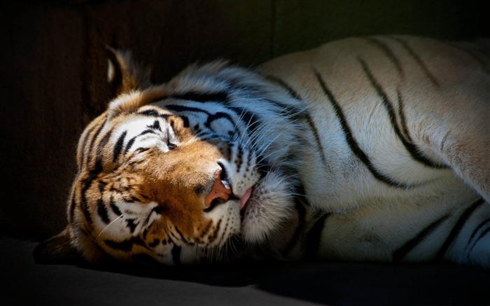 虎は眠っている-動物の壁紙 ブラウズ:11430