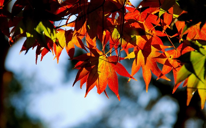 teintes-Autumn landscape widescreen Fond d'écran Vues:11829