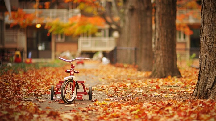 triciclo en la calle-Paisaje de otoño dorado fondo de pantalla Vistas:17313