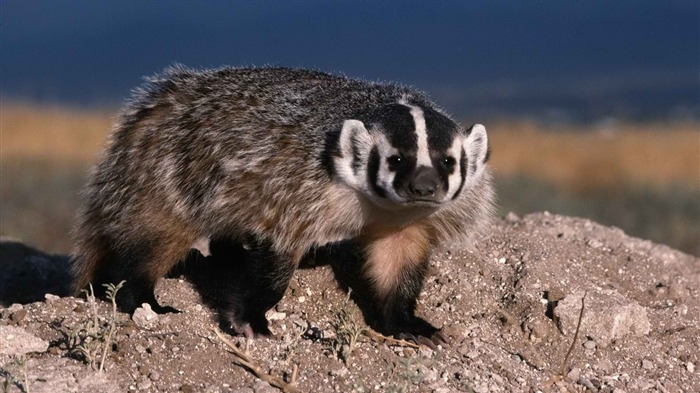 野生の小さな動物-動物の写真の壁紙 ブラウズ:8680