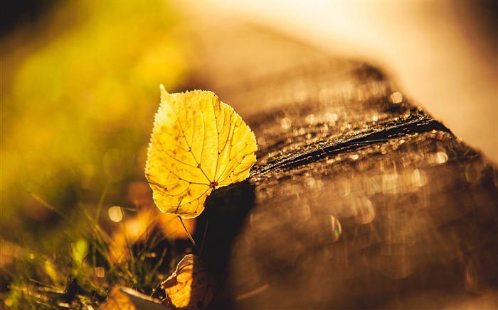 yellow fallen leaf-plants photography Wallpaper Views:8608 Date:2012/10/28 21:39:17