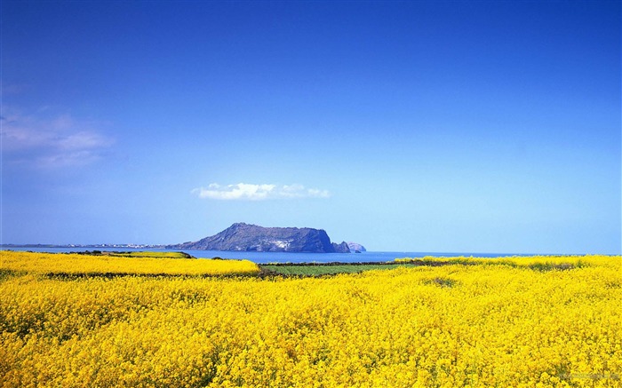 美丽的花海-2012风景精选壁纸 浏览:16758