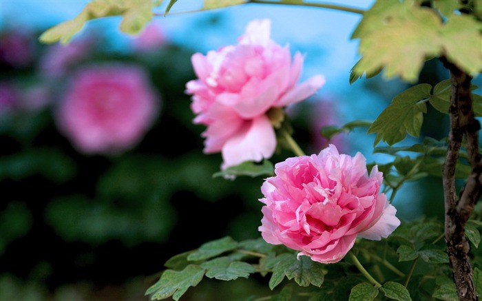 Hermosas flores-brillante peonía fotografía de flores Fondos de pantalla Vistas:31390