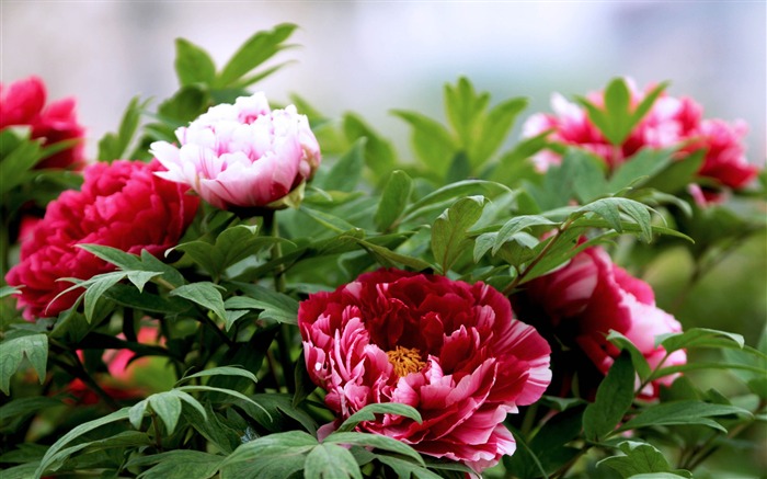 épanouissement-pivoine fleur fond d'écran photographie Vues:19271