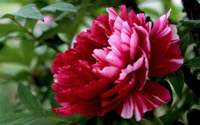 Exquisite Beauty-bright peony flower photography Wallpapers 01 Views:18027 Date:2012/11/11 23:49:10