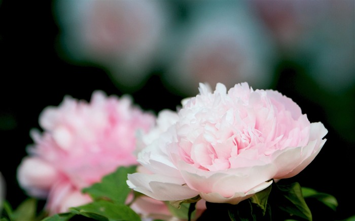 Exquisitos fondos de fotografía de flores de peonía con brillo de belleza 02 Vistas:13447