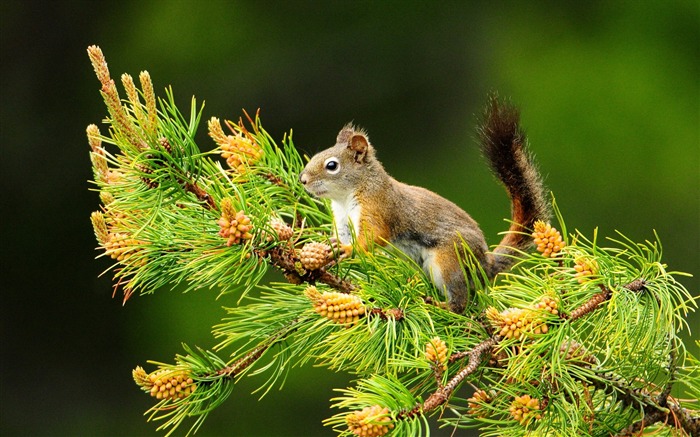 Forest Elf-écureuil mignon fonds d'écran HD photo Vues:13824