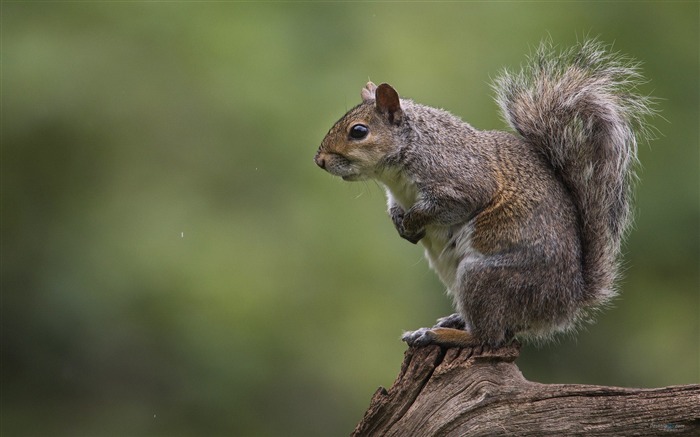 Forest Elf-cute squirrel HD Wallpapers picture 04 Views:9175 Date:2012/11/12 0:25:39